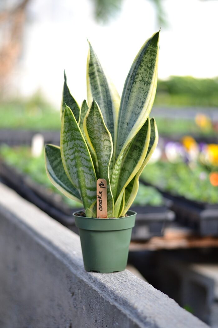 snake plant is an awesome plant, excellant for air purifing and oxygen distribution